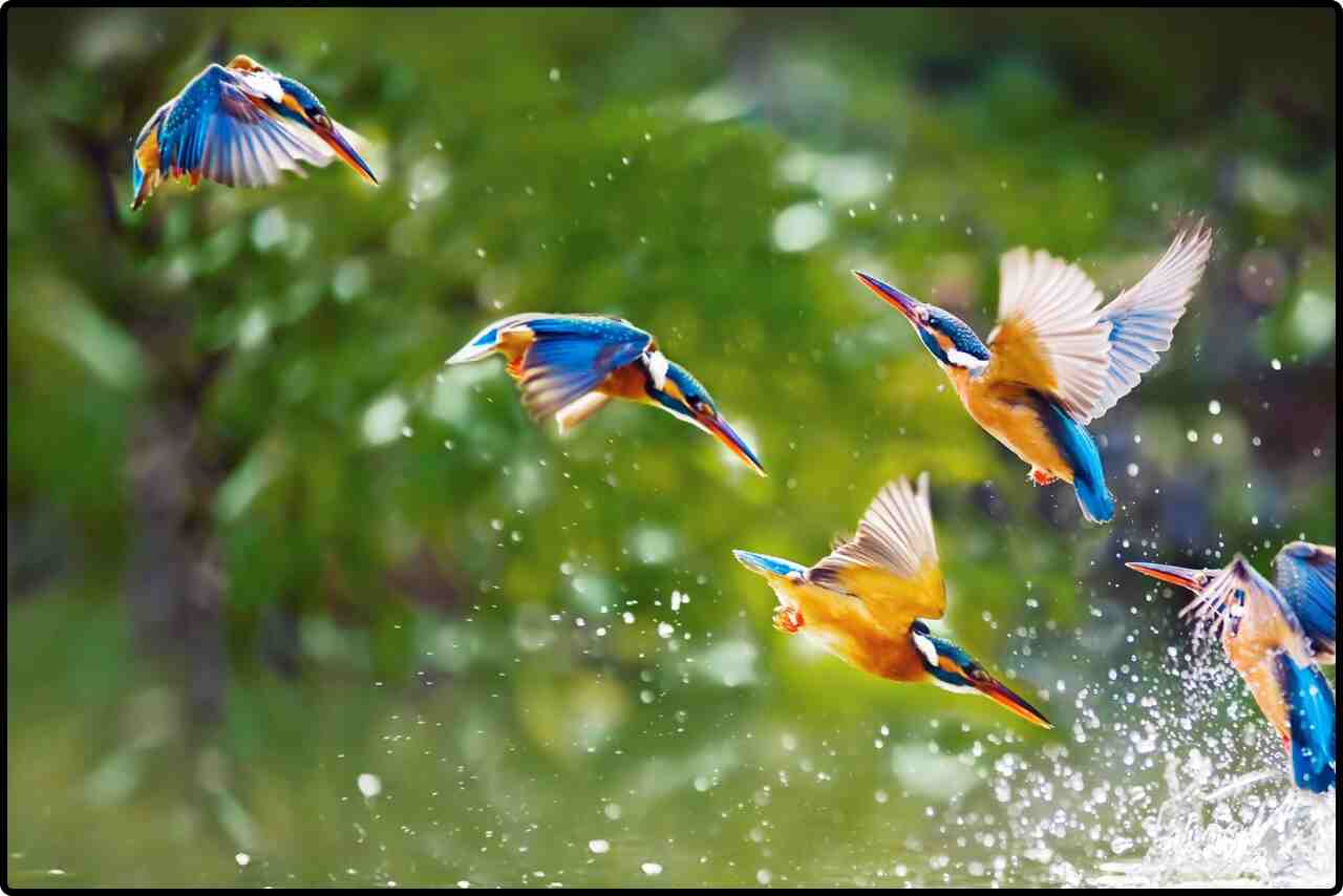 Kingfisher birds group diving headfirst into a sparkling river playing and hunting for fish